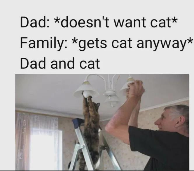 Cat Helper